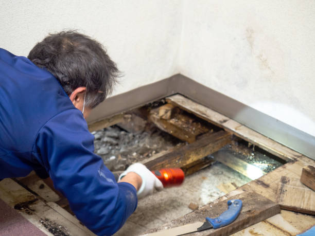 Best Mold Remediation Experts  in Tinton Falls, NJ