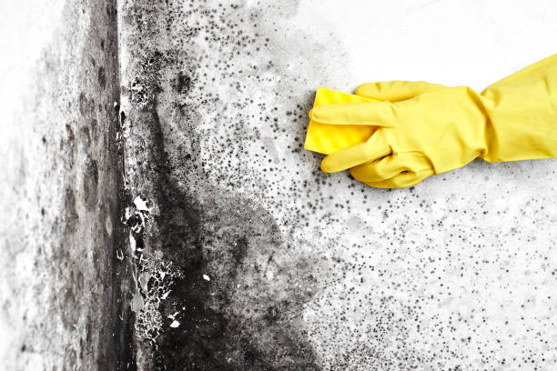 Best Commercial Mold Removal  in Tinton Falls, NJ