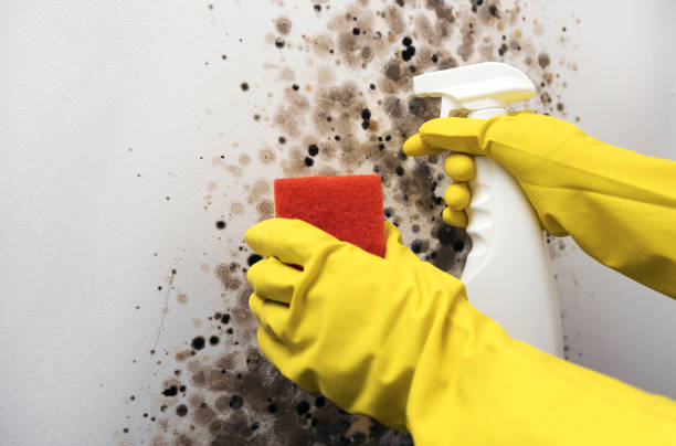 Best Emergency Mold Removal  in Tinton Falls, NJ