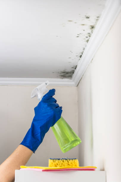 Best Mold Removal Company Near Me  in Tinton Falls, NJ